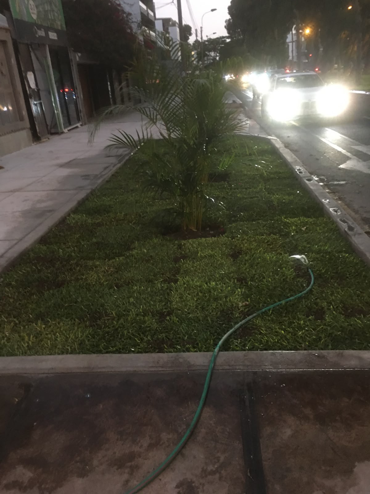 Grass Americano instalado con palmera en berma