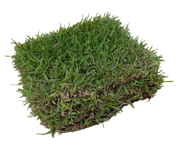 Grass Americano en rollo listo para instalar en Lima